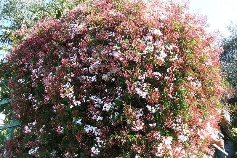 Chinese Jasmine Plant